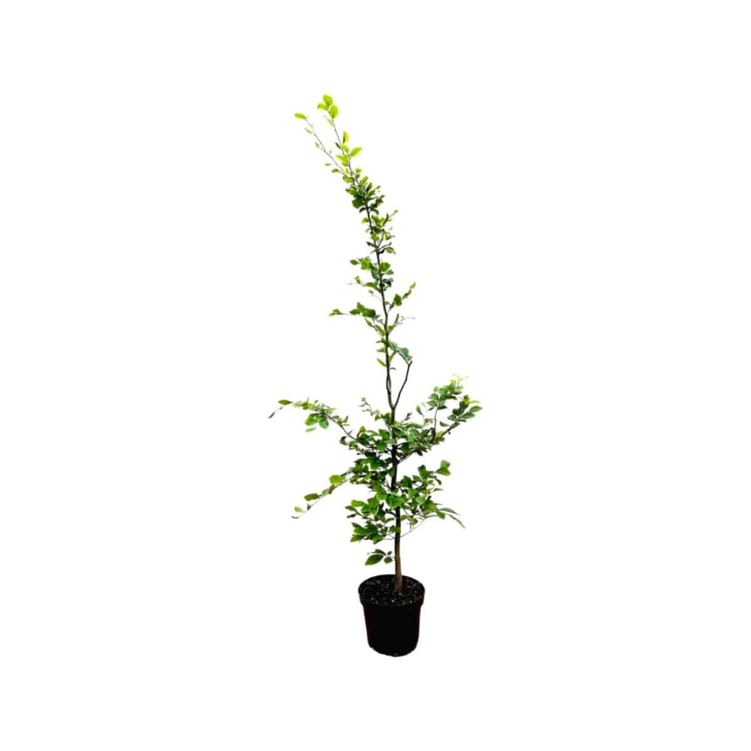 Fagus sylvatica 150-175 cm günstig online kaufen