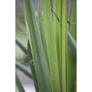 Nahaufnahme der grünen, schwertförmigen Blätter der Yucca Filamentosa (Palmlilie).