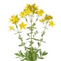 LaCaTho Echtes Johanniskraut Pflanze mit leuchtend gelben Blüten. Hypericum Perforatum Samen.