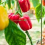 Grüne Rankhilfe stützt rote Paprika. Höhenverstellbare Pflanzenstütze für Kletterpflanzen im Garten oder Kübel.