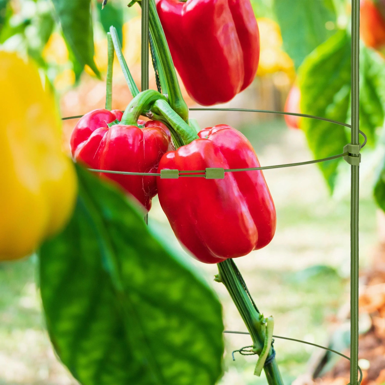 Grüne Rankhilfe stützt rote Paprika. Höhenverstellbare Pflanzenstütze für Kletterpflanzen im Garten oder Kübel.