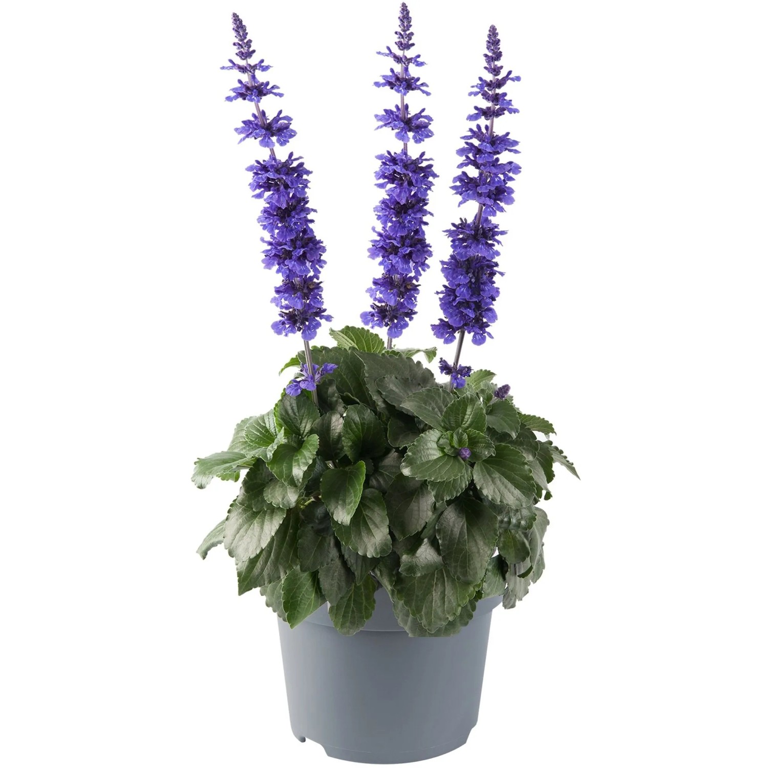 GROW by OBI Salvia Sallyfun T17