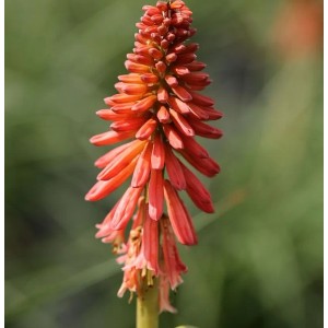 Orange-rote Fackellilie 'Vanilla Popsicle' (Kniphofia uvaria) im Detail.