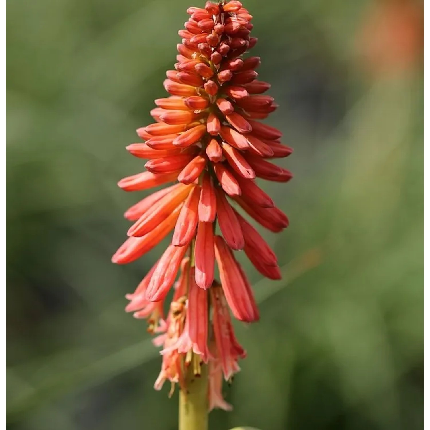Fackellilie Orange Vanilla Popsicle - Kniphofia uvaria