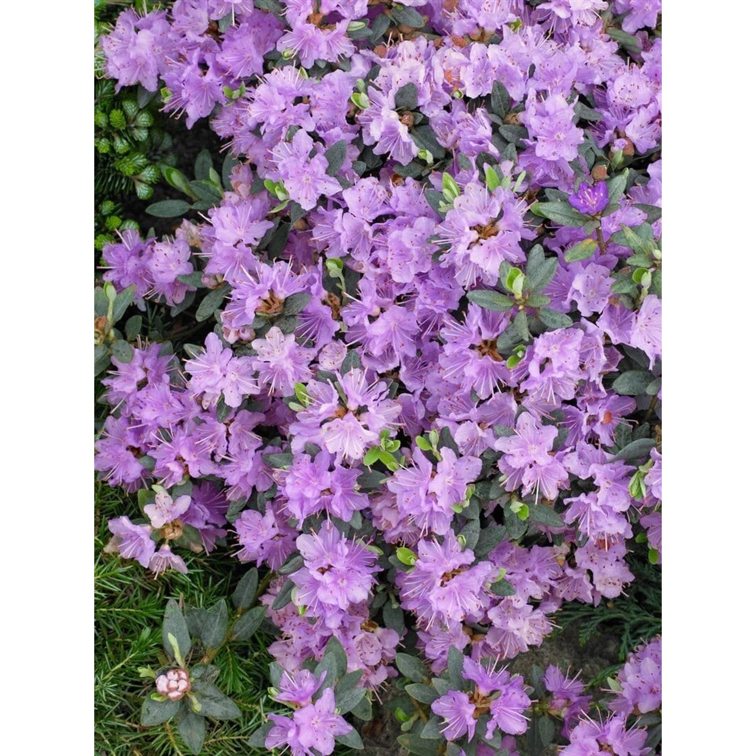 Rhododendron Impeditum Ramapo Kompakt Lila Blüten 40–50 cm günstig online kaufen
