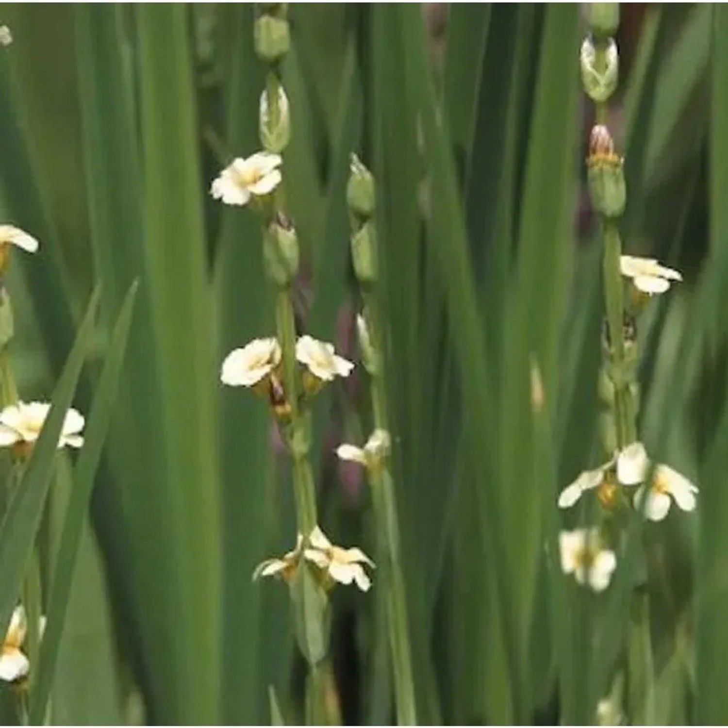 Große Binsenlilie - Sisyrinchium striatum