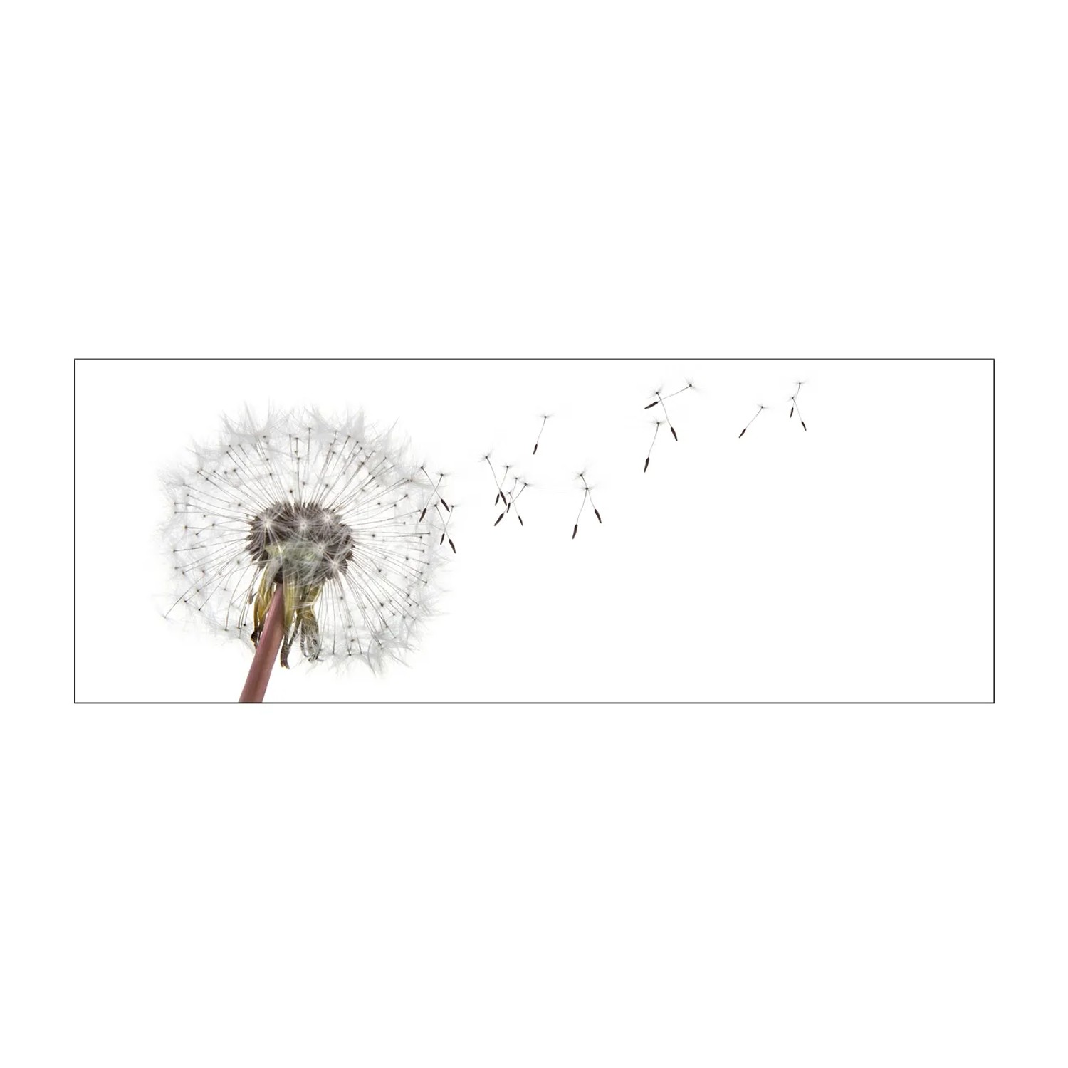 MySpotti Küchenrückwand Profix Cucina Dandelion 160 x 60 cm Weiß-Schwarz
