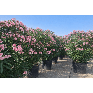 Rosa Oleander Pflanzen (220/240 cm) im Topf. Immergrüne, mediterrane Blühpflanze für den Garten.