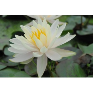 Nahaufnahme einer weißen Seerose 'Hever White' mit gelber Mitte im Gartenteich.