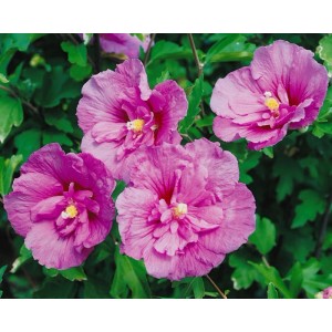 Nahaufnahme des Hibiscus Syriacus Gartenhibiskus (150-175 cm) mit lavendelfarbenen Blüten.