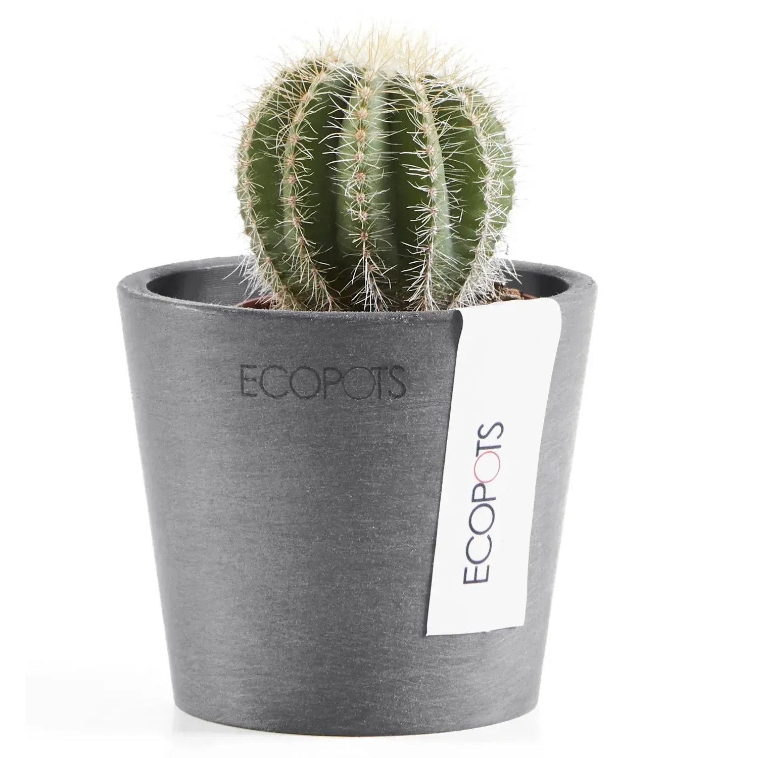 Ecopots Amsterdam Mini Pflanztopf, grau, 8 cm, mit Kaktus. Ideal für Innen- und Außenbereich.