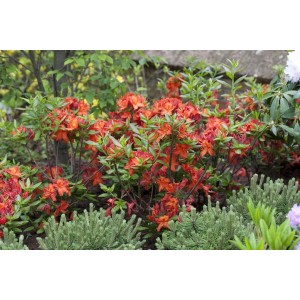 Rhododendron Luteum Parkfeuer mit gelb-orangen Blüten im Garten.