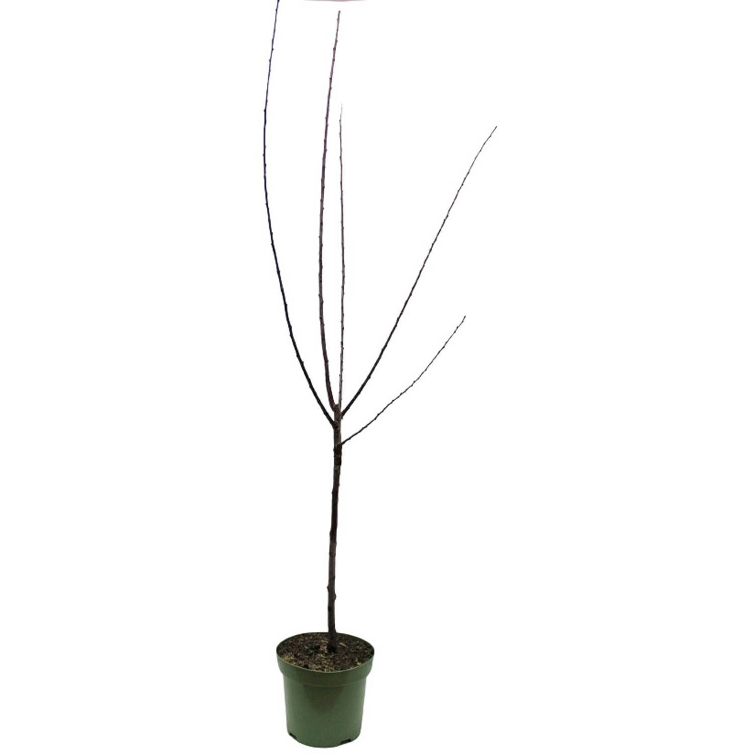 GROW by OBI Bio Pflaume The Czar Blau Höhe ca. 120 - 140 cm Topf ca. 7 l