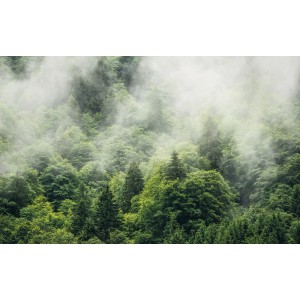 Komar Fototapete Vlies Forest Land: Nebelverhangener Wald mit grünen Bäumen.