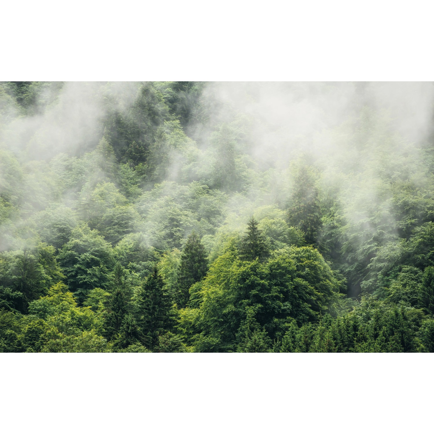 Komar Fototapete Vlies Forest Land  400 x 250 cm
