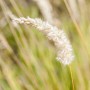 Detailaufnahme von Perlgras (Melica Ciliata) mit filigranen, silbrig-weißen Blütenständen.