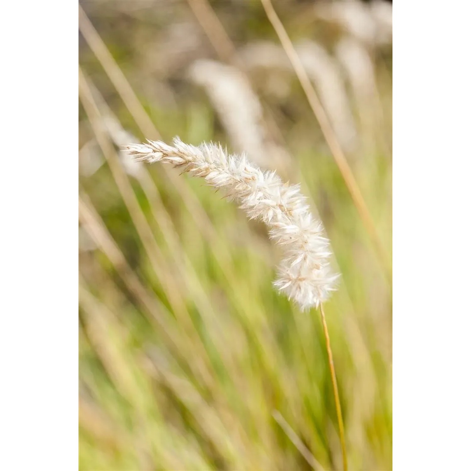 Detailaufnahme von Perlgras (Melica Ciliata) mit filigranen, silbrig-weißen Blütenständen.