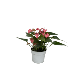 Zimmerpflanze Anthurie Matata Rosa im weißen Topf, Flamingoblume mit rosa Blüten.