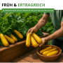 Goldgelbe Zucchini 'Gold Rush F1' im Gartenbeet und Korb, erntebereit.