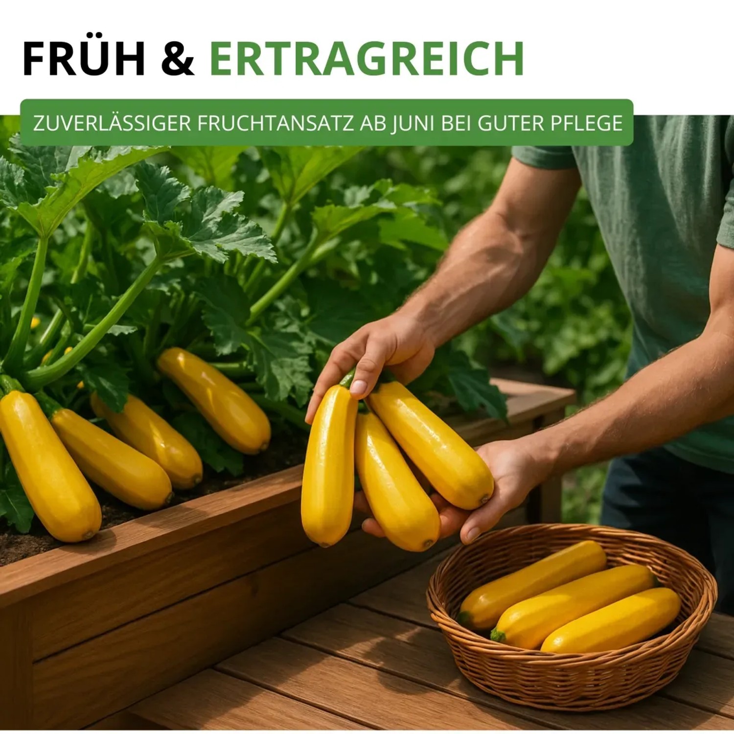 Goldgelbe Zucchini 'Gold Rush F1' im Gartenbeet und Korb, erntebereit.