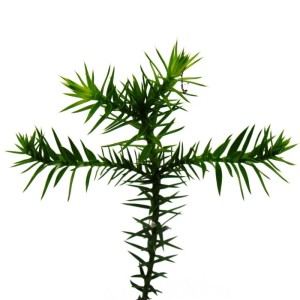 Chilenische Schmucktanne (Araucaria araucana) Setzling im Topf, grüne Nadeln.