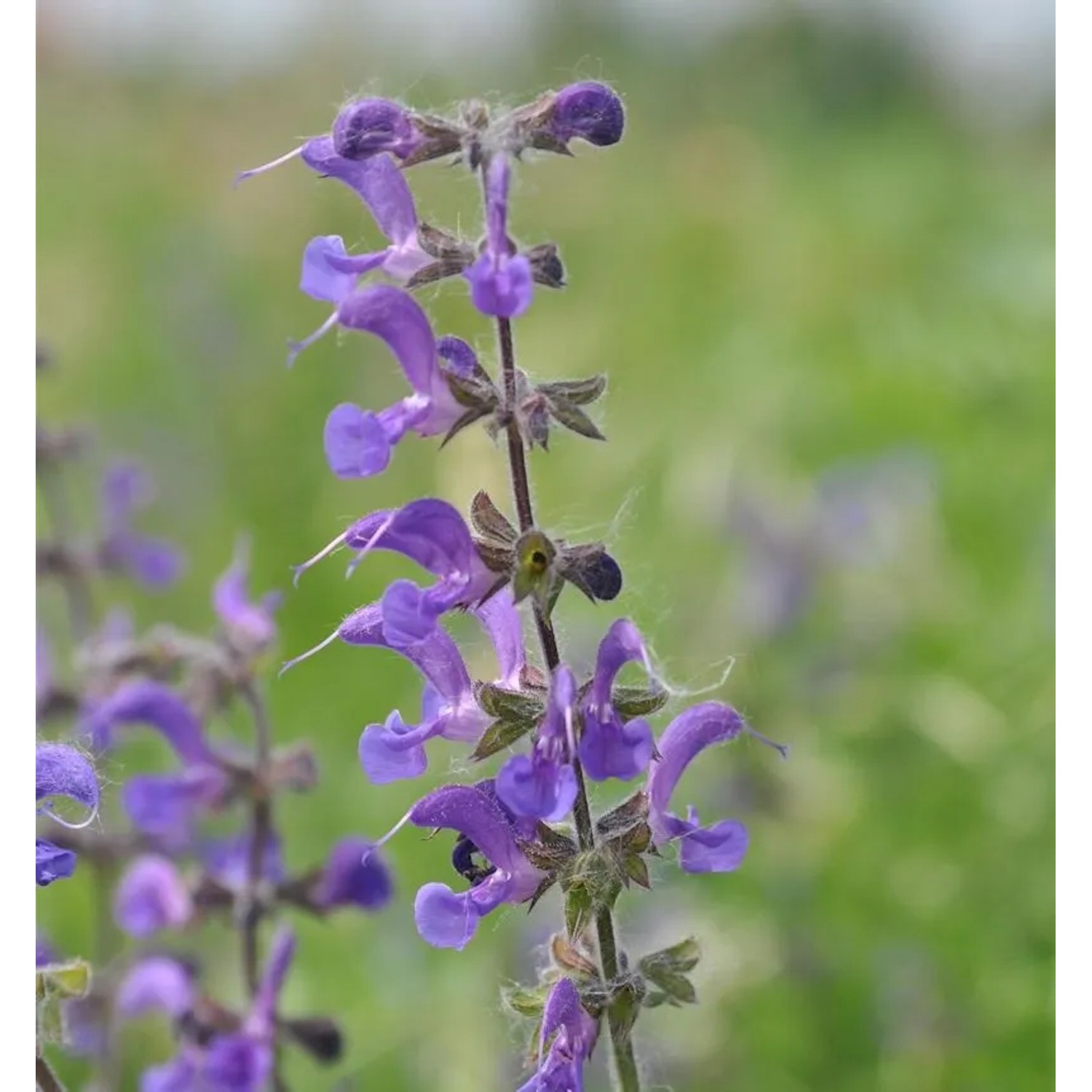 Wiesensalbei Mittsommer - Salvia pratensis