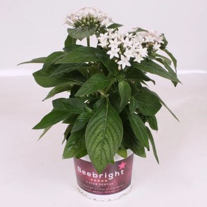 GROW by OBI Fünfzahlstrauch ''BeeBright White'' mit weißen Blüten im Topf.