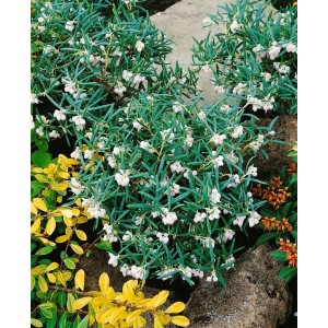Immergrüne Andromeda Glaucophylla Latifolia (30–40 cm) mit weißen Blüten im Beet.