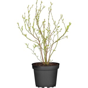 Junge Heidelbeere Bluetta im Topf, ca. 40-50 cm hoch, mit zarten grünen Blättern.