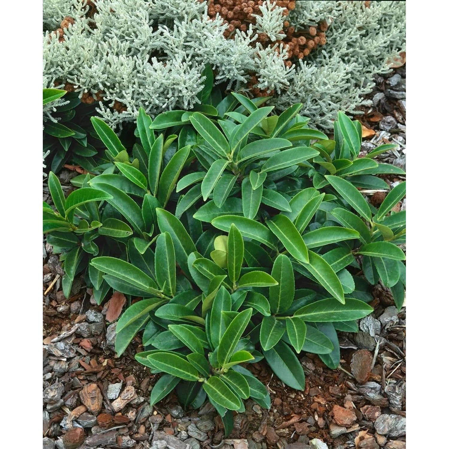 Prunus laurocerasus 'Renault Ace' -R- 100-125 cm günstig online kaufen