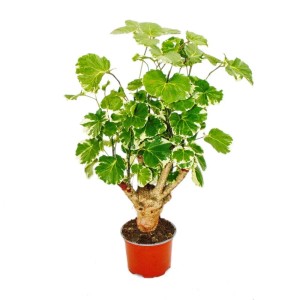 Weißbunte Fiederaralie (Polyscias balfouriana) im 12cm Topf, eine pflegeleichte Zimmerpflanze.