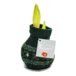 Exotenherz Amaryllis-Zwiebel im Norweger-Look, Grün. Blühende Zimmerpflanze ohne Topf.