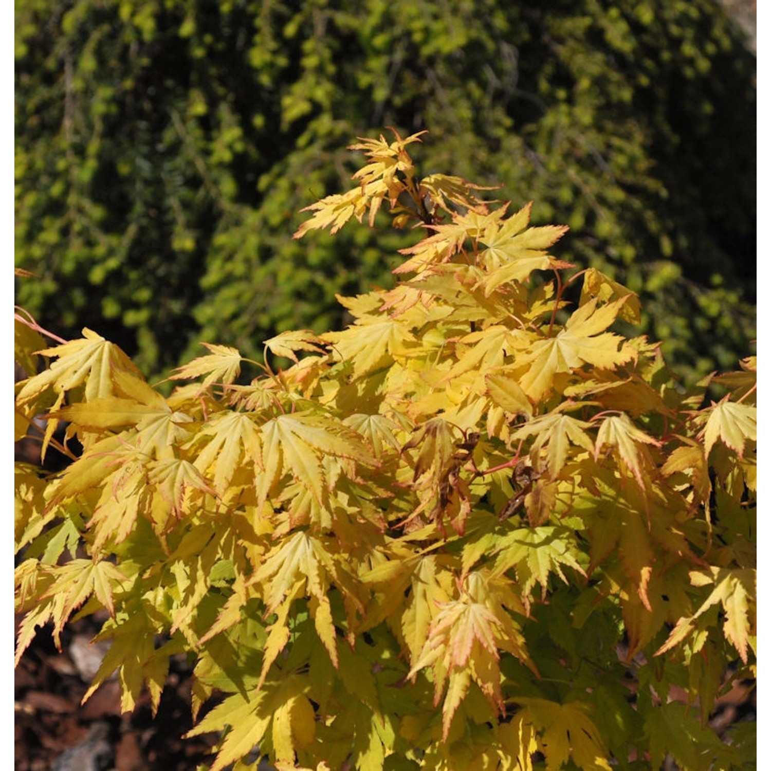 Japanischer Schlitzahorn Anne Irene 100-125cm - Acer palmatum günstig online kaufen