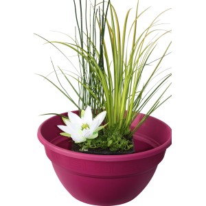 Wasserpflanzen-Mix im Korb (Ø 45cm) mit Seerose, Schilf und Gräsern für den Gartenteich.