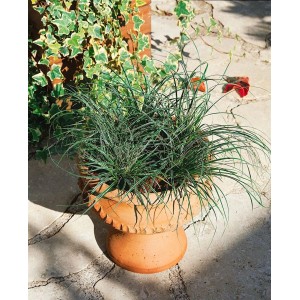 Carex Conica Snowline Ziergras im Topf, weiß-grüne Blätter.