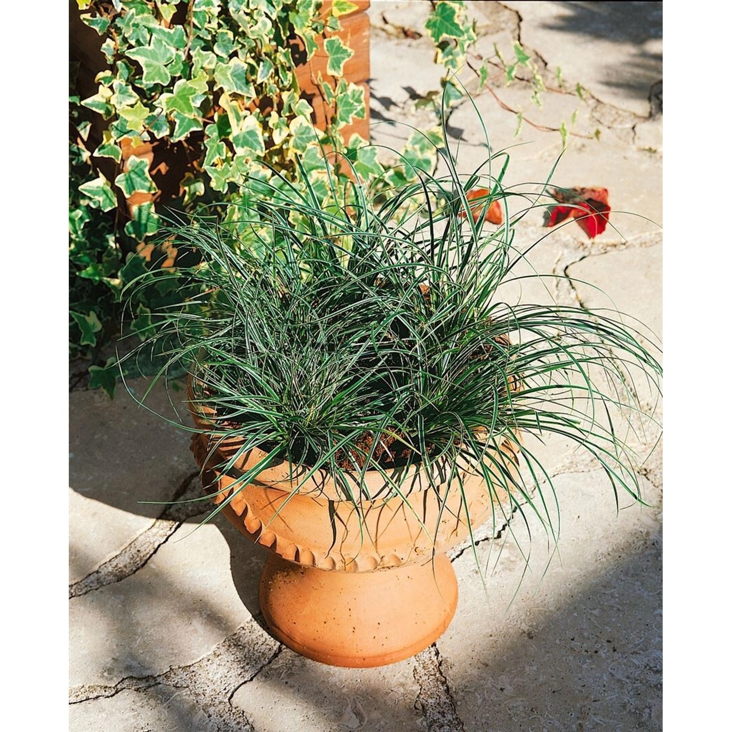 Carex Conica Snowline Ziergras Weiß-Grün Ca. 9x9 cm Topf günstig online kaufen