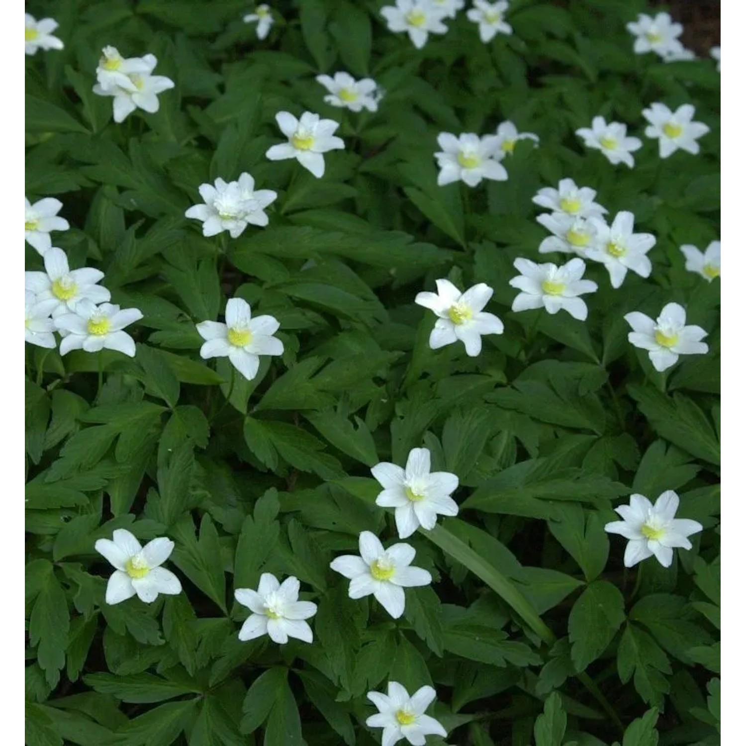 Windröschen Annabelle White - Anemone multifida
