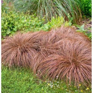 Bronze Segge (Carex comans) im Garten, Ziergras mit bronzefarbenen Halmen.