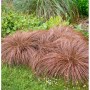 Bronze Segge (Carex comans) im Garten, Ziergras mit bronzefarbenen Halmen.