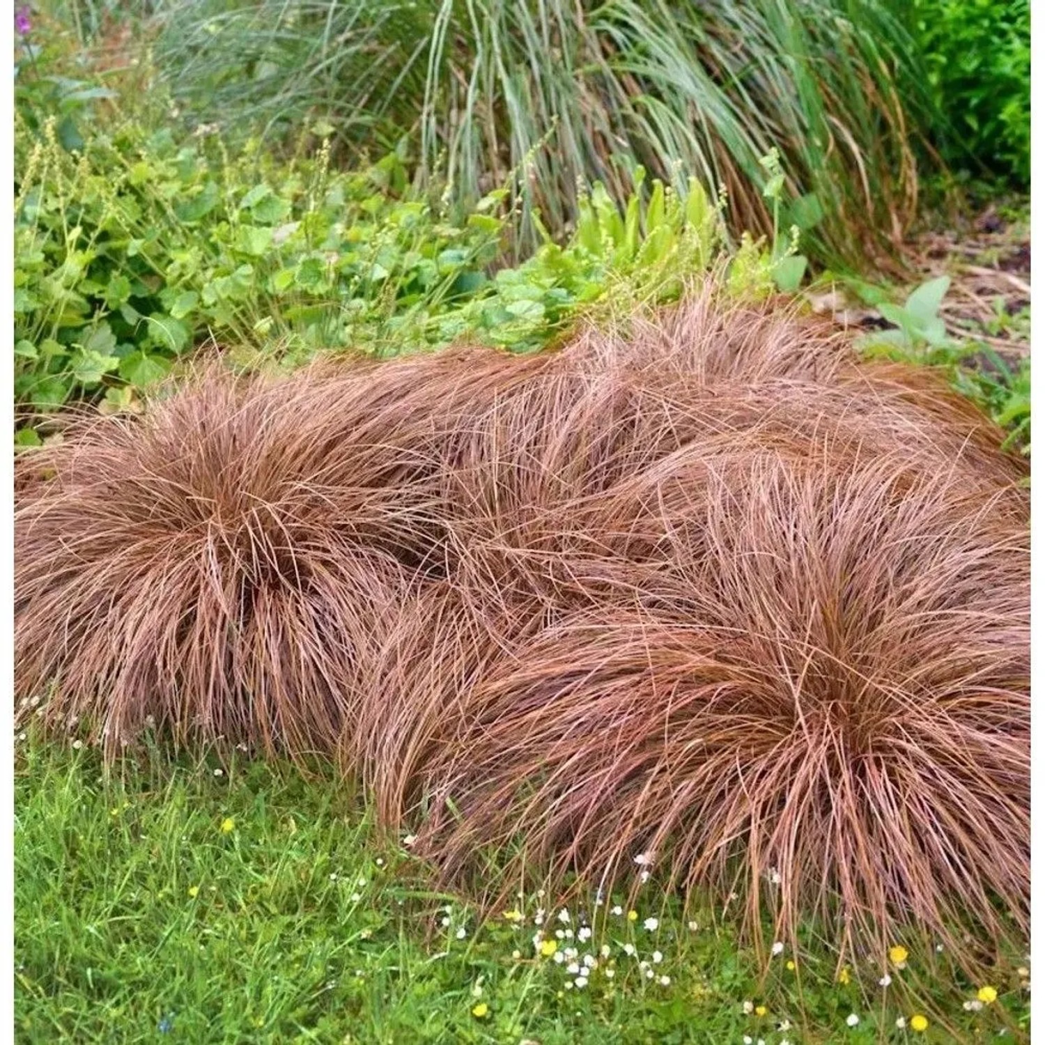 Segge Bronze Form - Carex comans