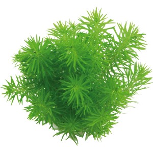 Dennerle Plants Pogostemon Erectus Aquariumpflanze mit feinen, hellgrünen Blättern.