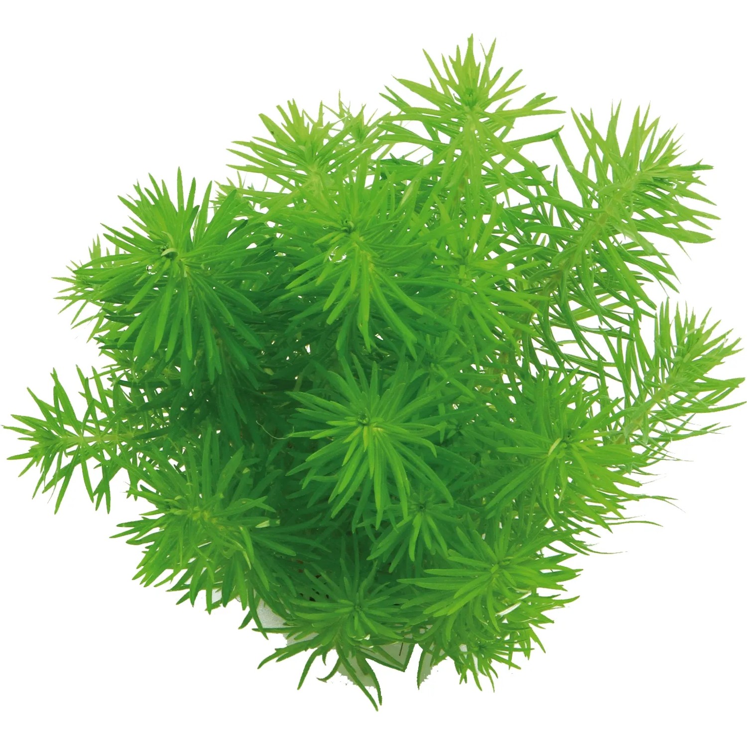 Dennerle Plants Aquariumpflanze Pogostemon Erectus