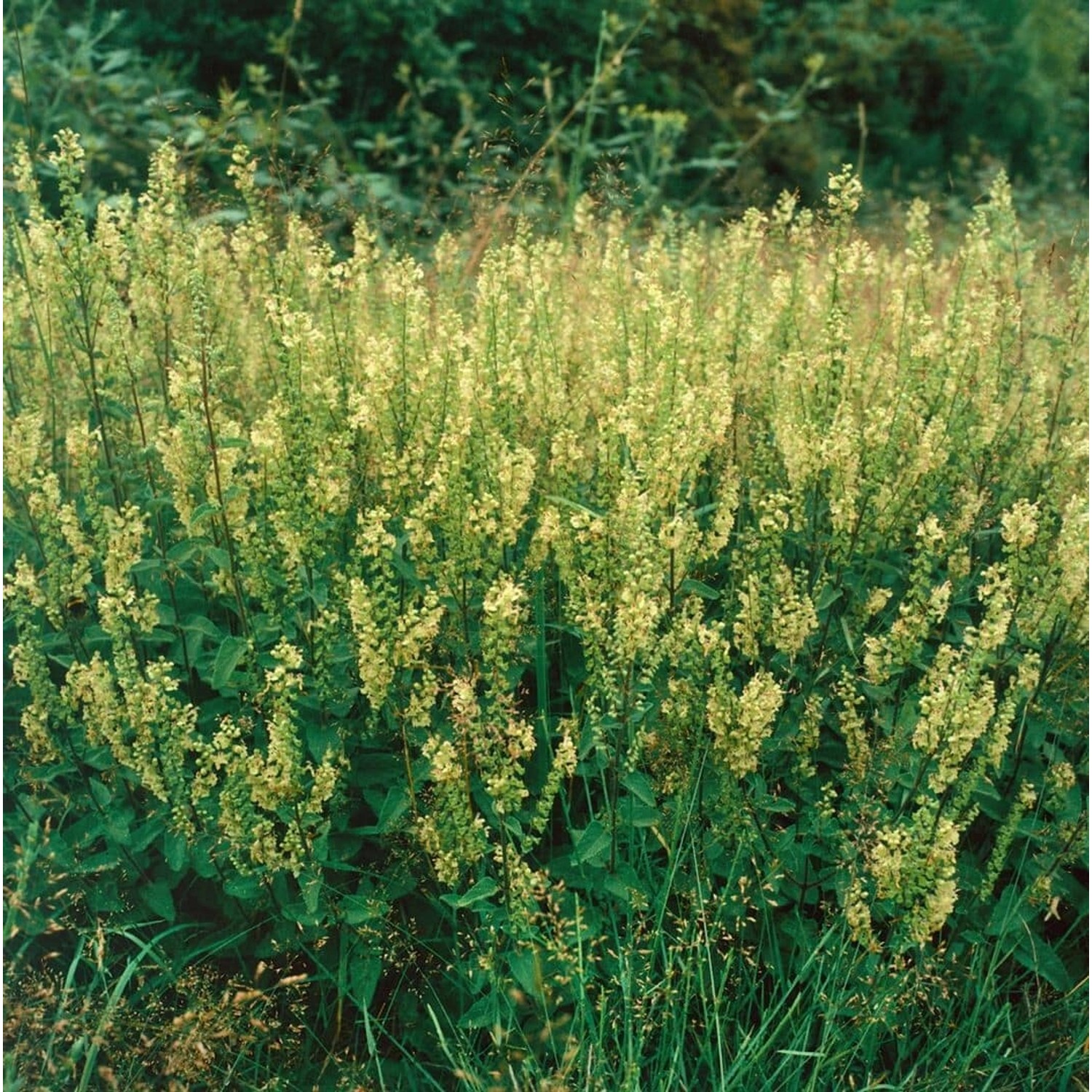 Teucrium Scorodonia Edel-Gamander Ca. 9x9 cm Topf günstig online kaufen
