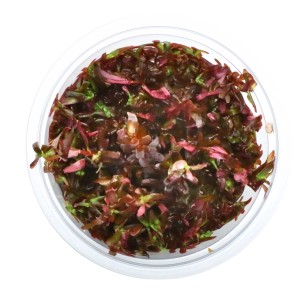 Dennerle Blood Red Aquariumpflanze Rotala rotundifolia im In-Vitro Becher, rot und grün.