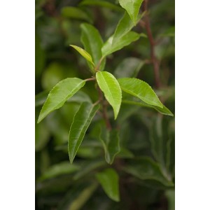 Detailaufnahme der grünen Blätter einer Prunus lusitanica Heckenpflanze (80-100 cm).