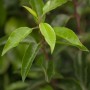 Detailaufnahme der grünen Blätter einer Prunus lusitanica Heckenpflanze (80-100 cm).