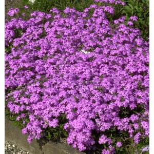 Kriechende Flammenblume Rosea (Phlox procumbens) mit vielen rosa Blüten.