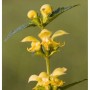 Nahaufnahme der gelben Blüten und grünen Blätter einer Goldnessel Staude.