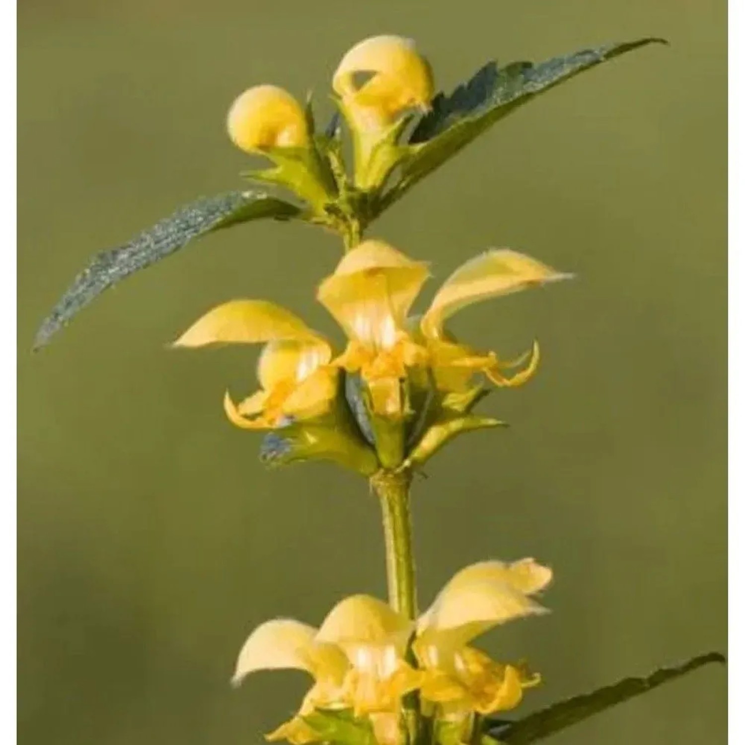 Nahaufnahme der gelben Blüten und grünen Blätter einer Goldnessel Staude.