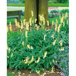 Großblütiger Fingerhut (Digitalis Grandiflora) mit gelben Blüten im Garten, ca. 9x9 cm Topf.